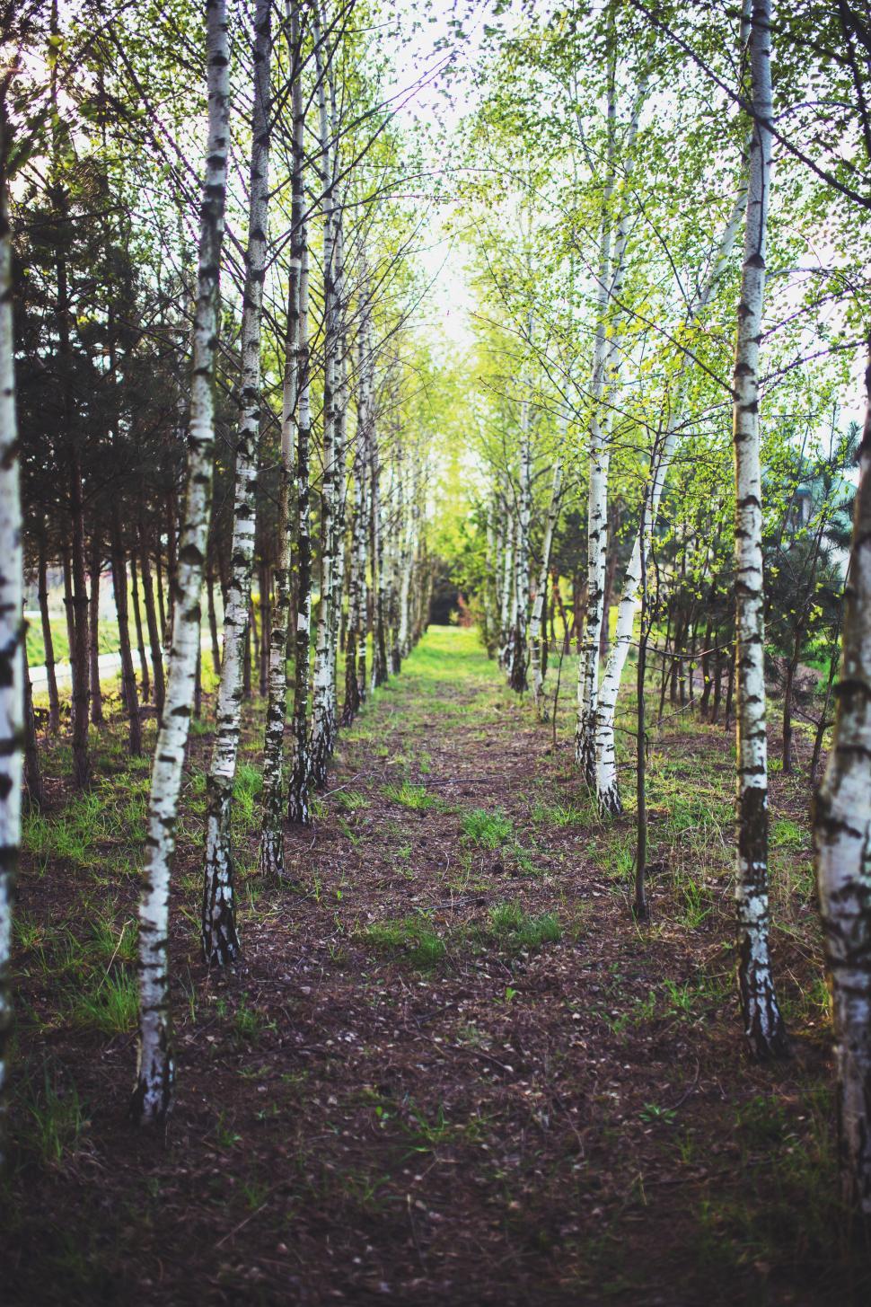 Free Image of Path Leading Through Grove of Trees in Forest 