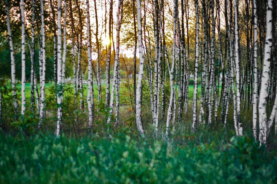 Free Image of Sunset Trees Woods birch forest landscape tree forest summer grass leaf plant spring environment park natural trees rural outdoor sky season garden autumn oak sunny bark outdoors field leaves wood branch 