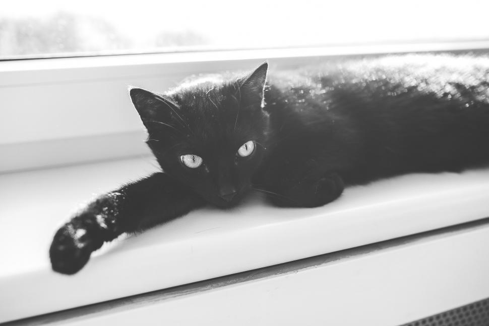 Free Image of Black Cat Resting on Window Sill 
