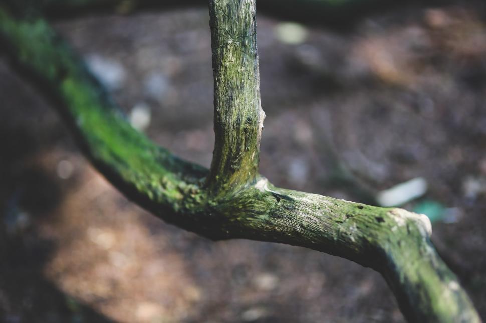 Free Image of Close Up of Tree Branch With Moss 