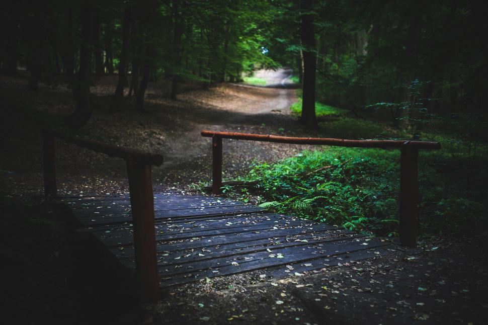 Free Image of Wooden Walkway Through Forest 
