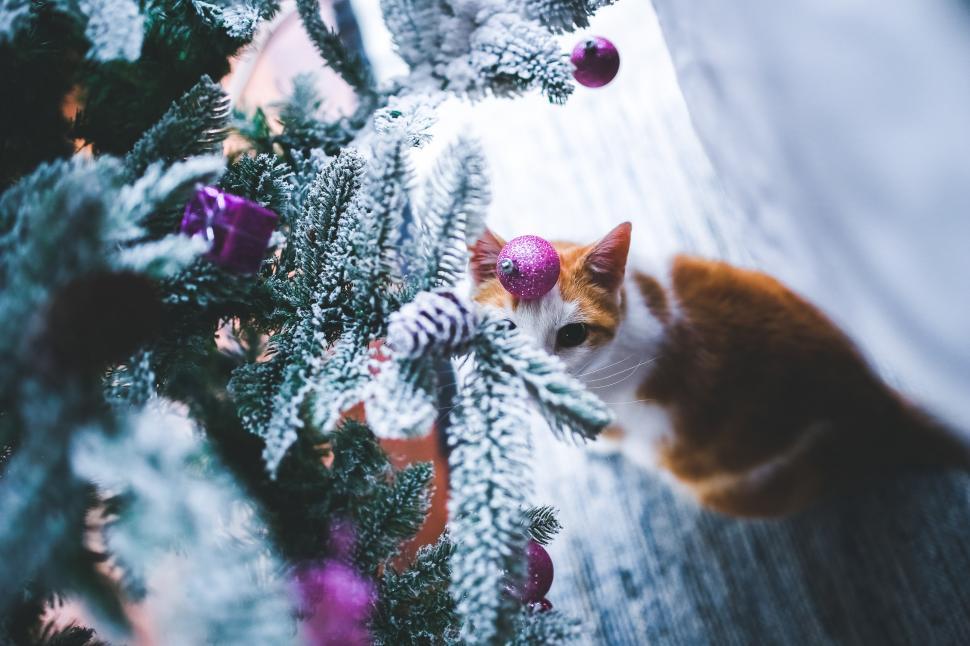 Free Image of Orange and White Cat Sitting on Top of a Christmas Tree 