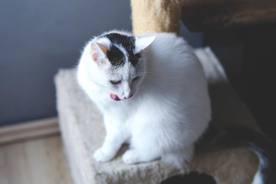 Free Image of Black and White Cat Sitting on Top of a Scratching Post 