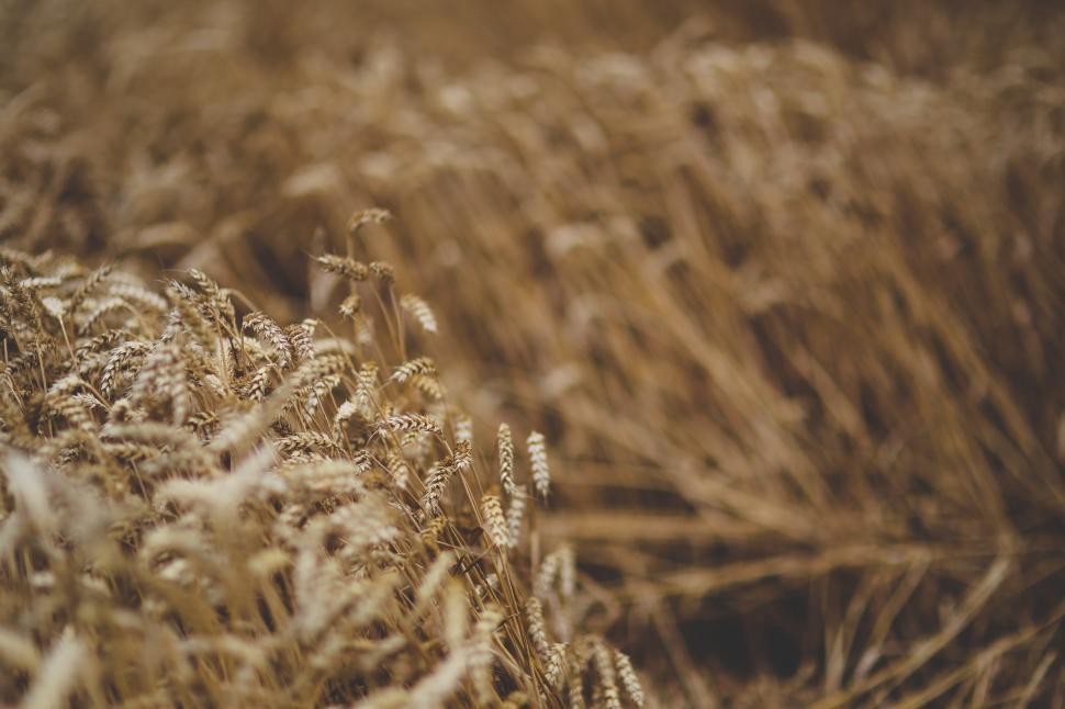 Free Image of Crop Moving Wind cereal dried dry grain nature wheat field cereal grain agriculture rural farm plant summer corn harvest crop seed straw natural yellow grass bread rye farming growth sky golden landscape grow gold food countryside country close sun barley ripe meadow season dry 