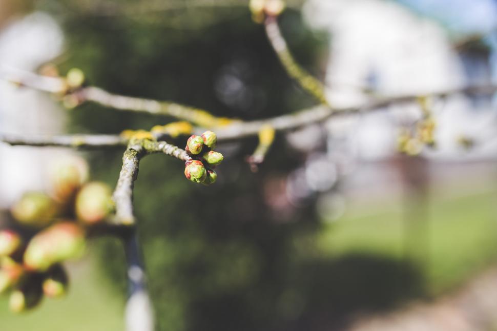 Free Image of Close Up of Tree Branch With Buds 