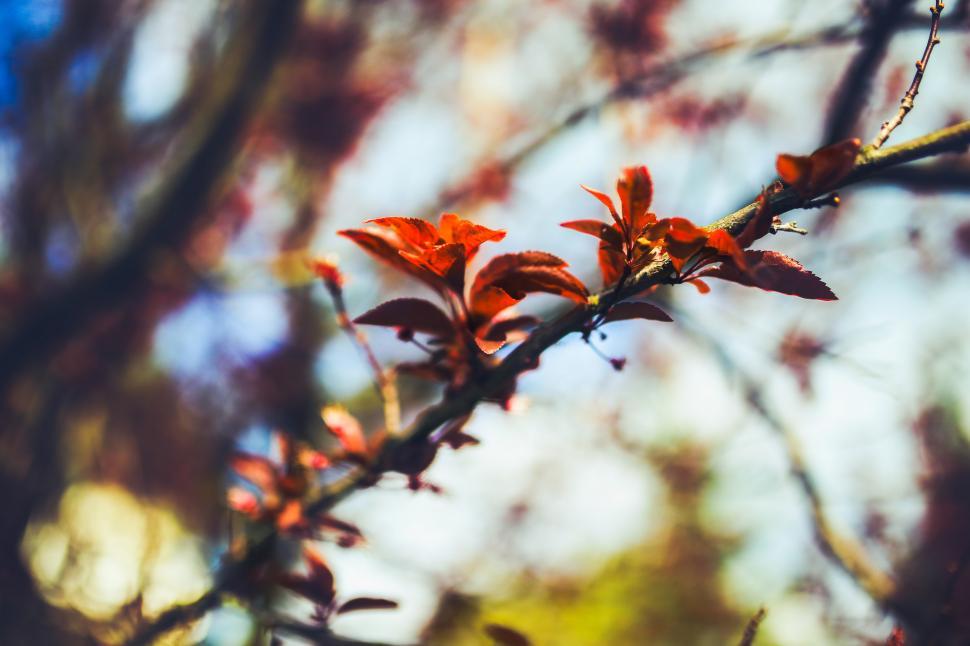 Free Image of Close Up of Tree Branch With Red Leaves 
