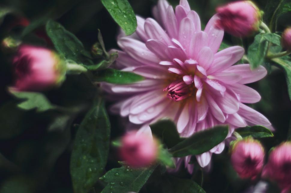 Free Image of Close Up of a Pink Flower With Green Leaves 