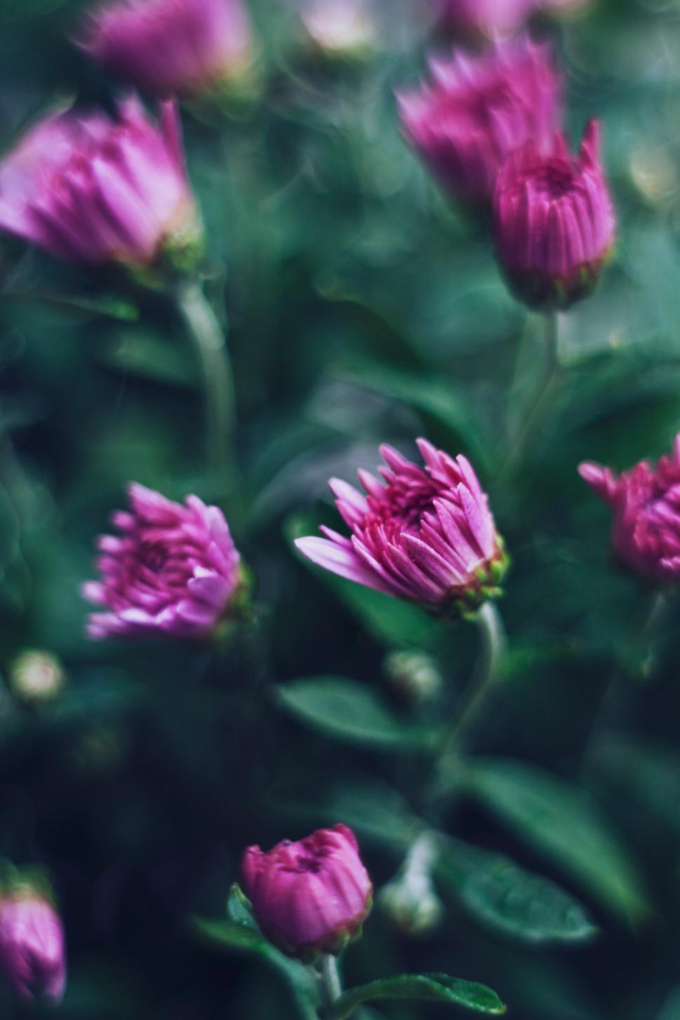 Free Image of Close-Up of Pink Flowers 
