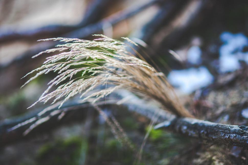 Free Image of Close Up of Plant With Long Grass 