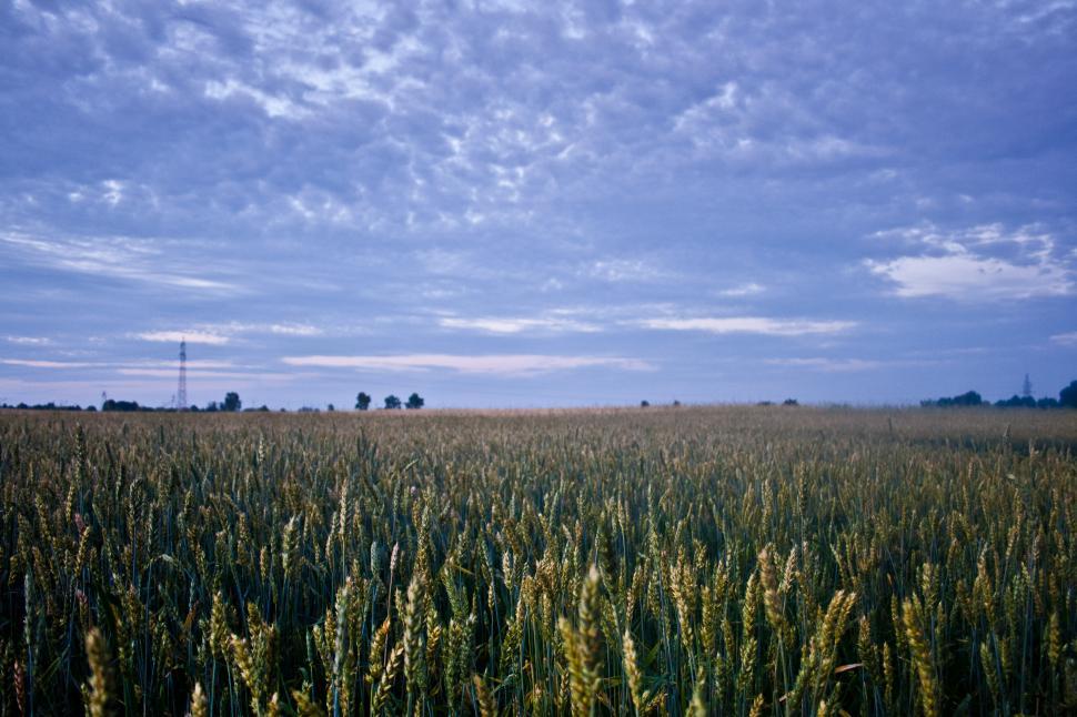 Free Image of Golden Wheat Field Beneath Blue Sky 