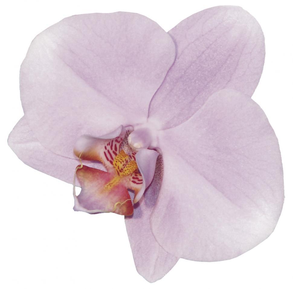 Free Image of Light Purple Orchids 