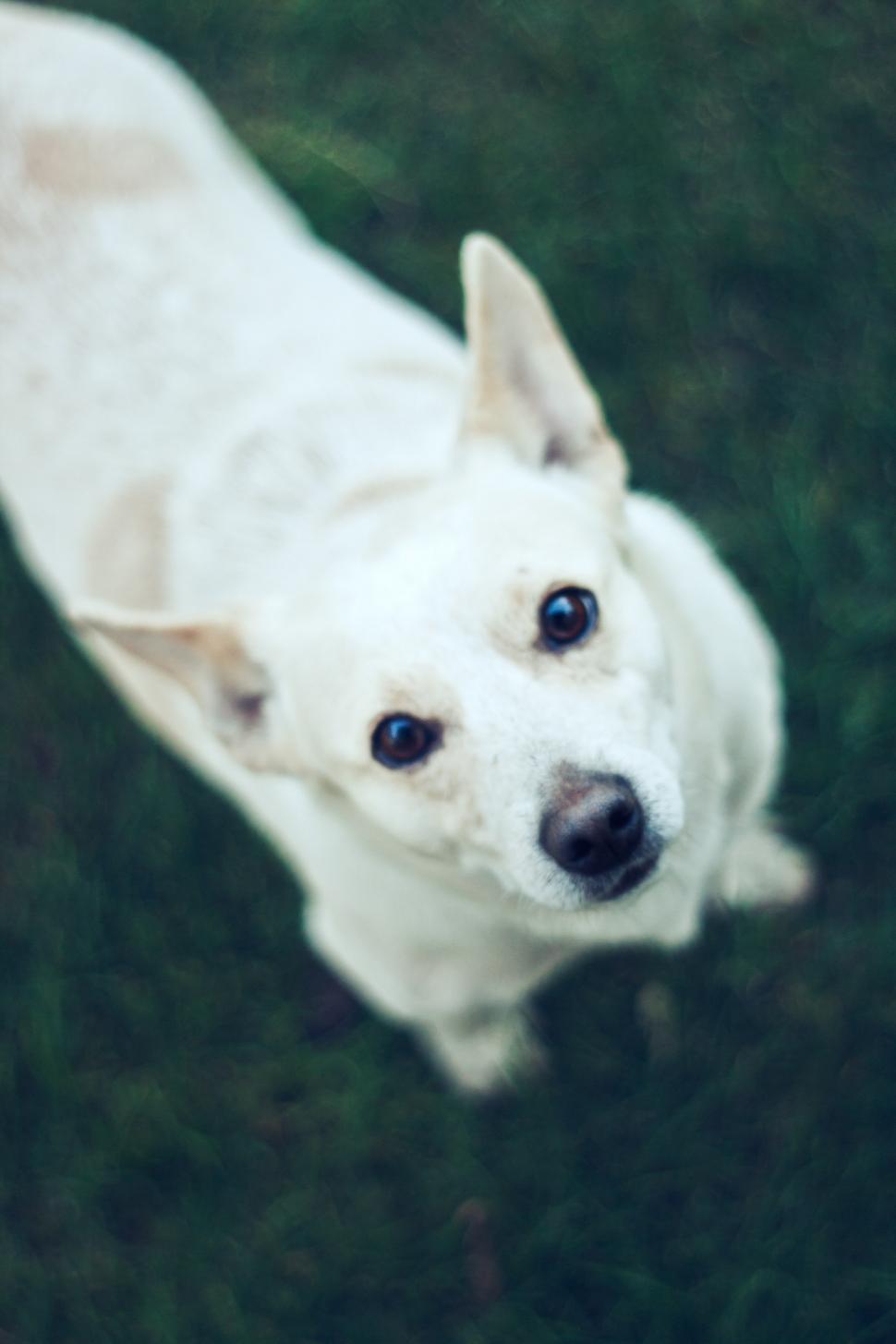 Free Image of White Dog Looking Up at the Camera 
