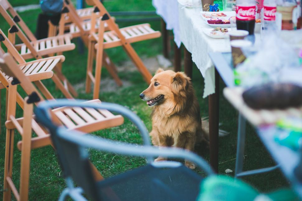 Free Image of Brown Dog Sitting in Front of Table With Chairs 