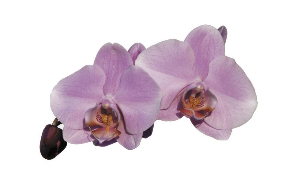 Free Image of Light Purple Orchids 