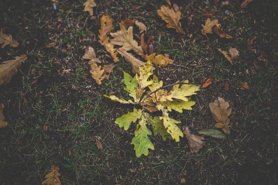 Free Image of Yellow and Green Leaf on Ground 
