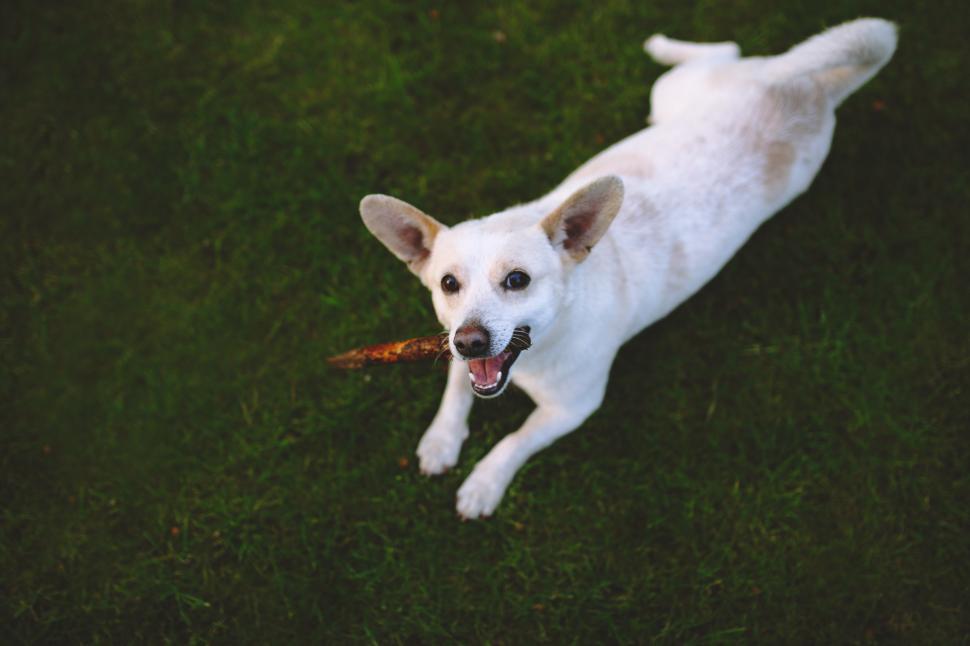 Free Image of White Dog Holding Stick in Mouth 