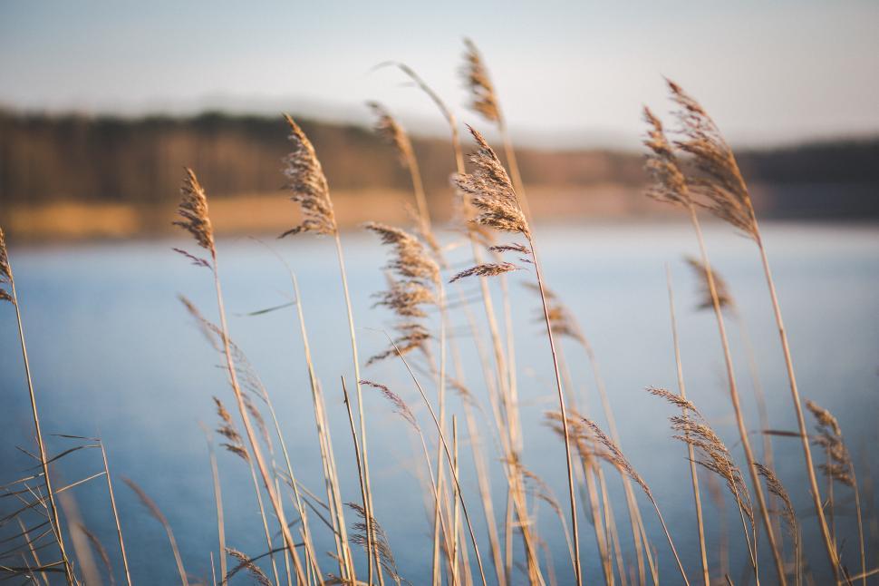 Free Image of Tall Grass Swaying by Water 