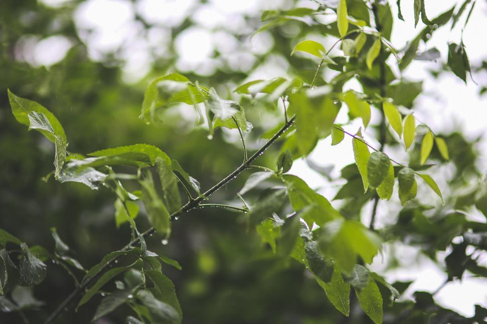 Free Image of Close Up of Tree Branch With Leaves 