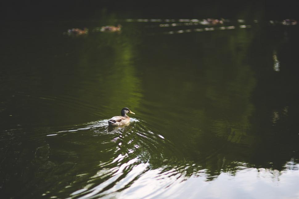 Free Image of Duck Swimming Near Shore 