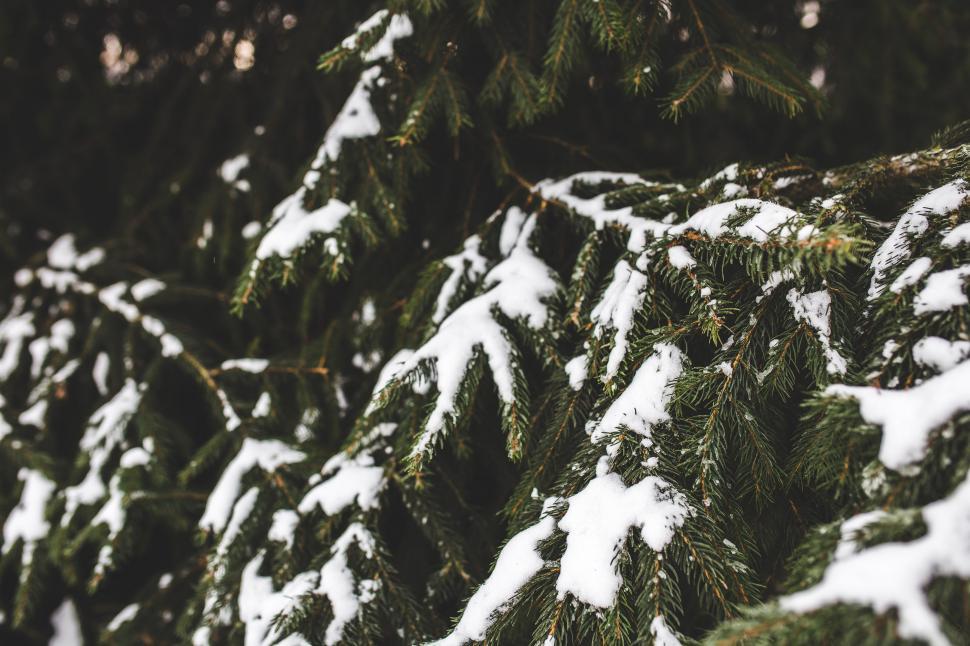 Free Image of Snow-Covered Pine Trees in Winter Forest 