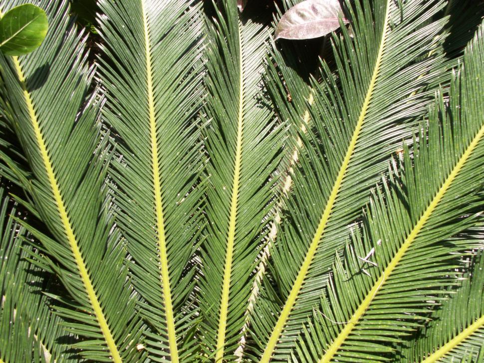 Free Image of Palm Background 