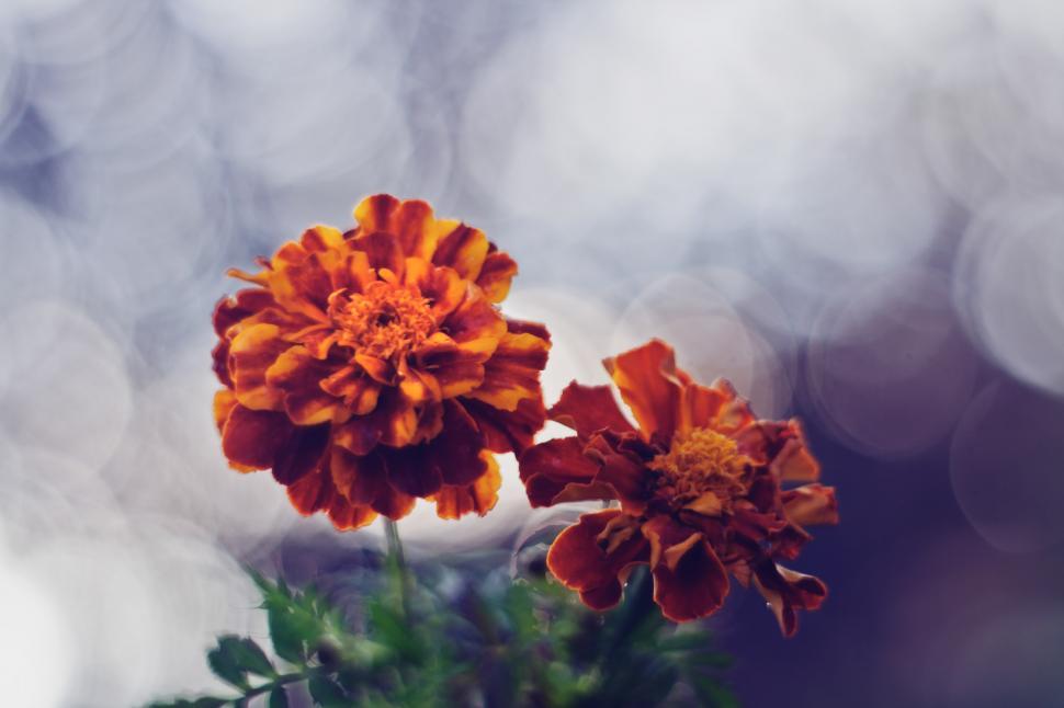 Free Image of Two Orange Flowers in a Vase 