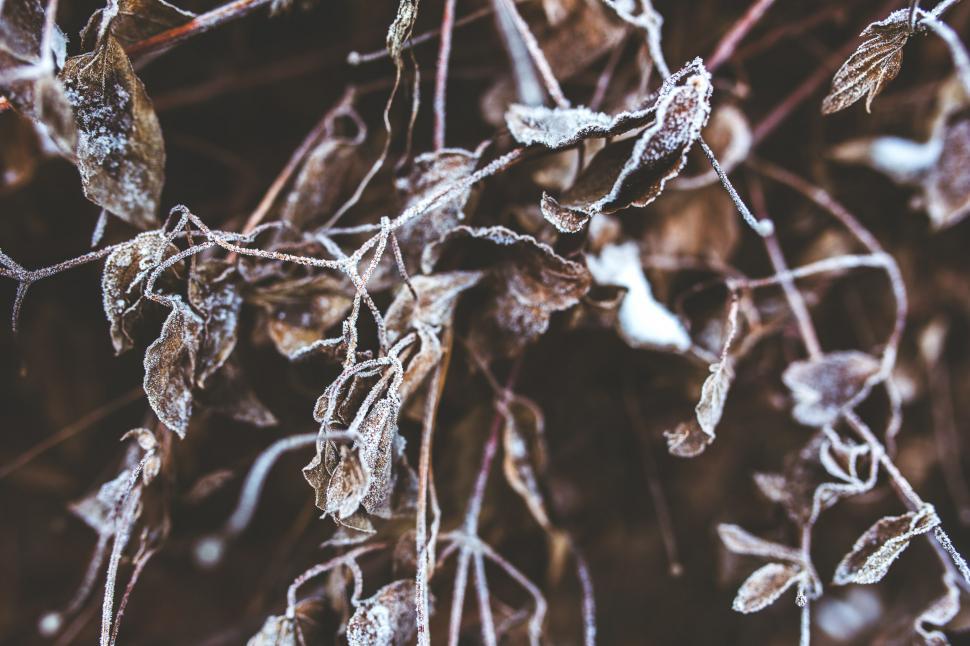 Free Image of Frosty Plant Close-Up 