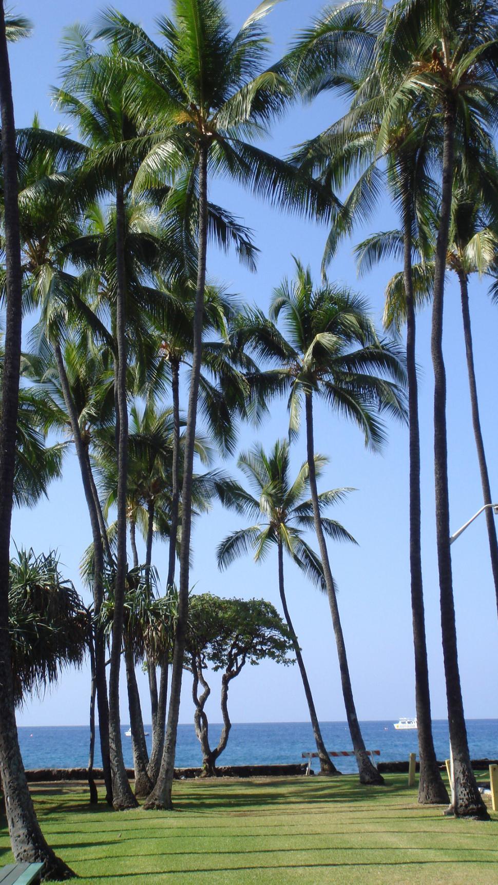 Free Image of Palm Trees 