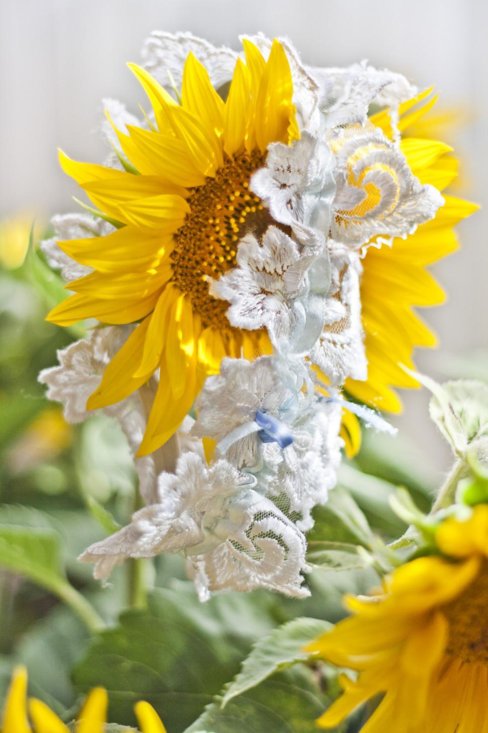 Free Image of Close Up of a Sunflower With Other Flowers in Background 