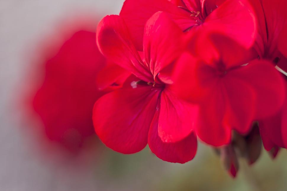 Free Image of Vibrant Red Flower With Blurry Background 