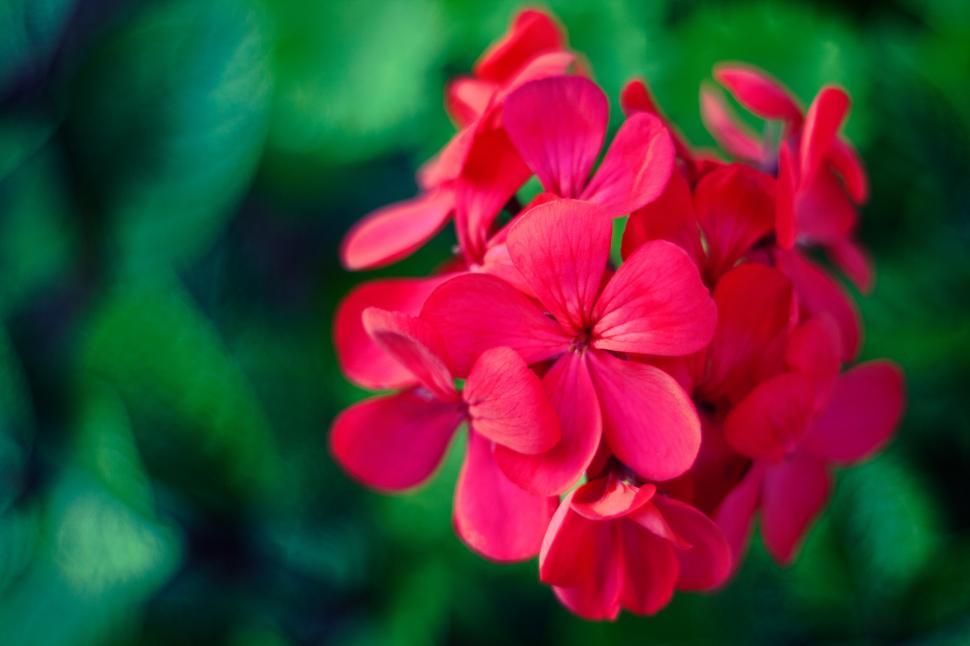 Free Image of Close Up of a Red Flower on Green Background 