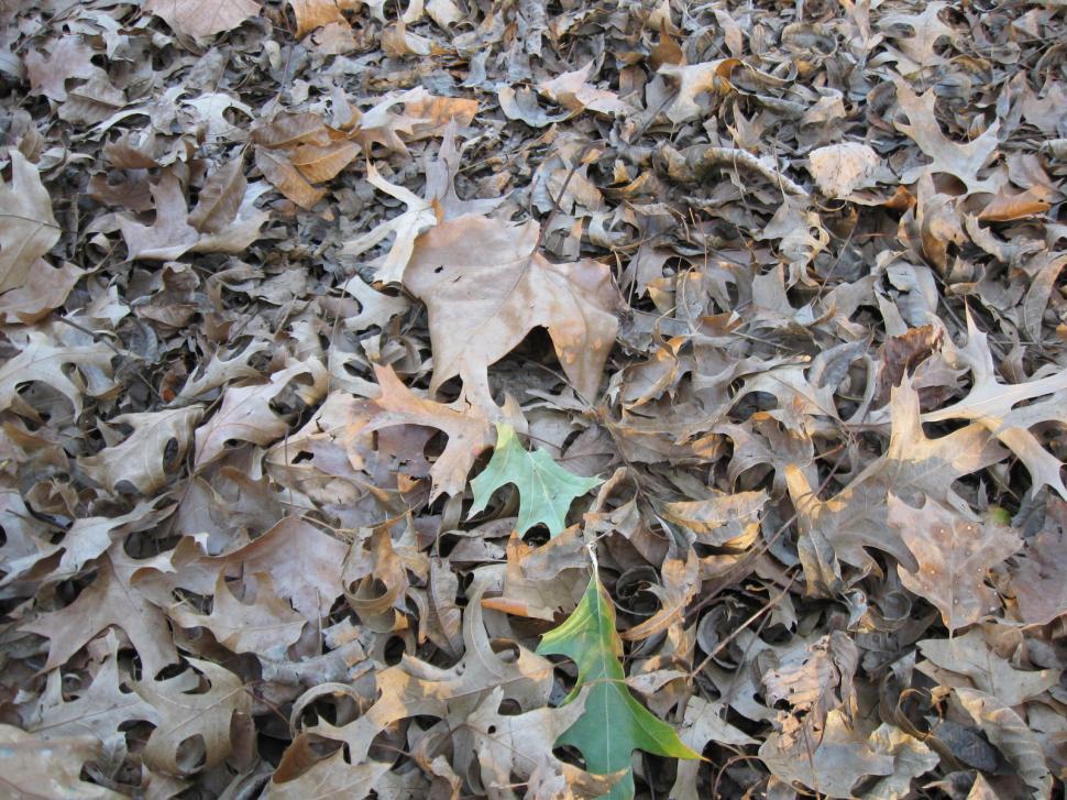 Free Image of Leaves Scattered on Ground 