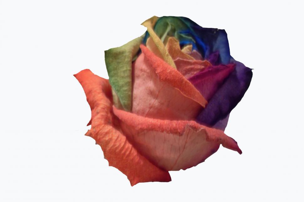 Free Image of Multi Colored Rose 