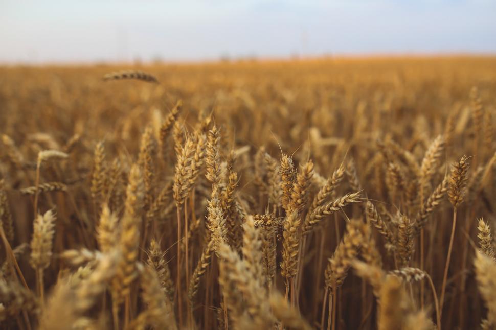 Free Image of Field of Wheat Under Blue Sky 