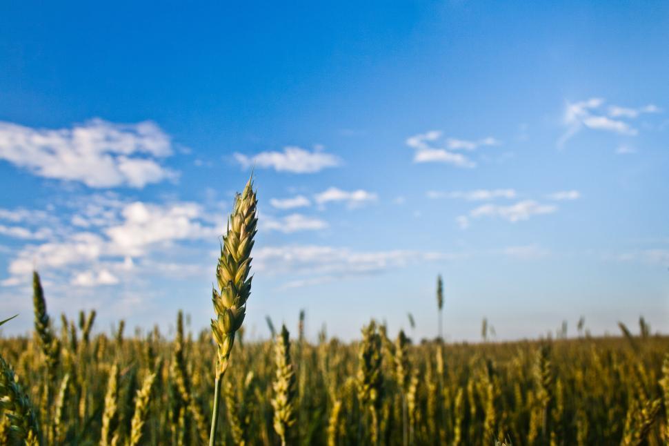 Free Image of Blue Clouds Sky agriculture closeup field grain summer cereal wheat field grain rural agriculture farm plant summer corn harvest seed crop straw bread landscape farming sky rye ripe grass natural growth country grow countryside gold sun season yellow meadow barley golden stem land cloud food scene dry agricultural horizon environment spring sunny 