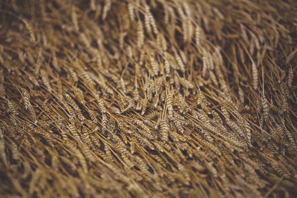 Free Image of Close Up View of Brown Grass 