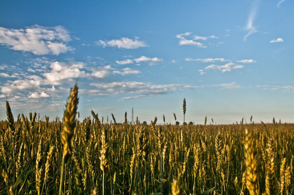 Free Image of Blue Clouds Sky agriculture field grain summer cereal wheat field rural agriculture farm plant crop summer grain corn harvest seed straw bread landscape sky farming rye ripe grass natural growth country grow countryside gold sun season yellow barley meadow golden land stem cloud food scene dry agricultural horizon environment spring sunny 