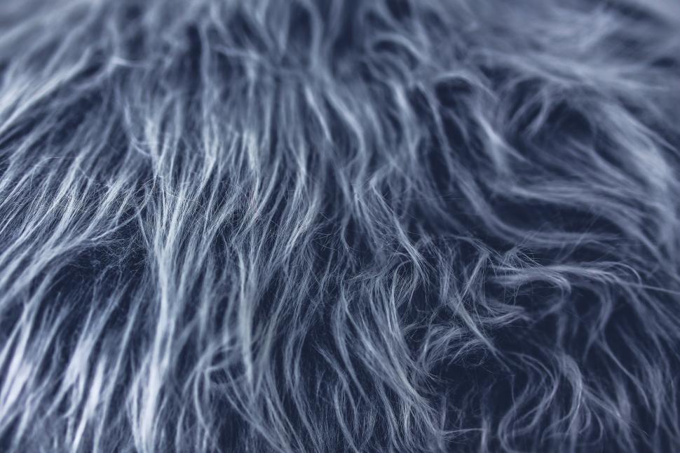 Free Image of Close Up of a Furry Animals Fur 