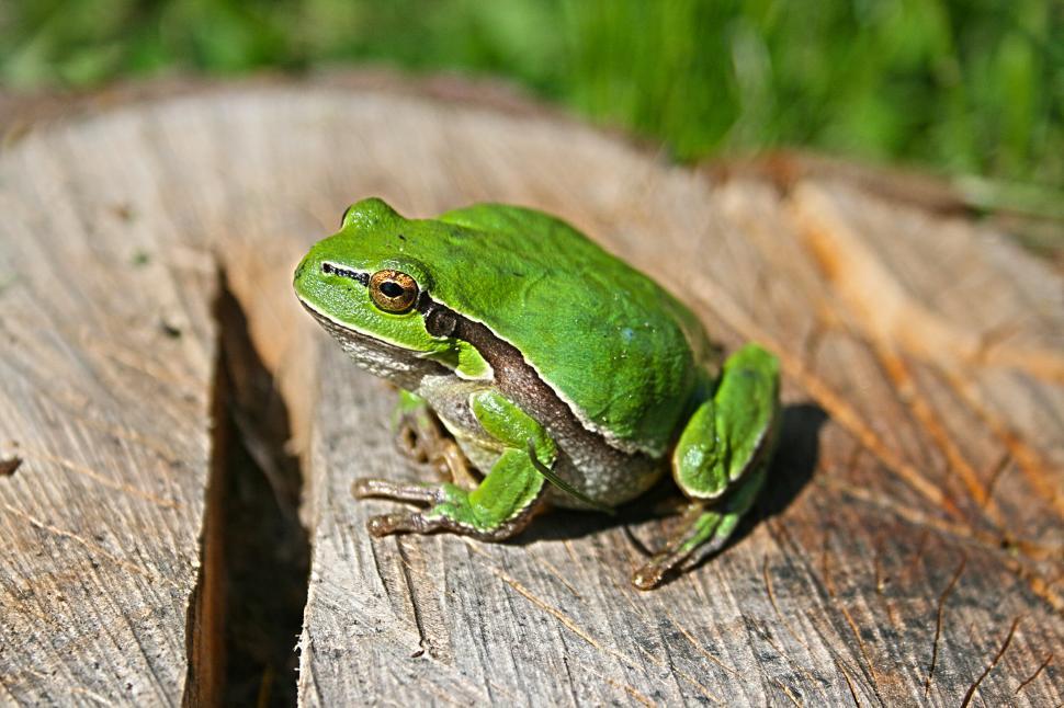 Free Image of Green Frog Perched on Wood 