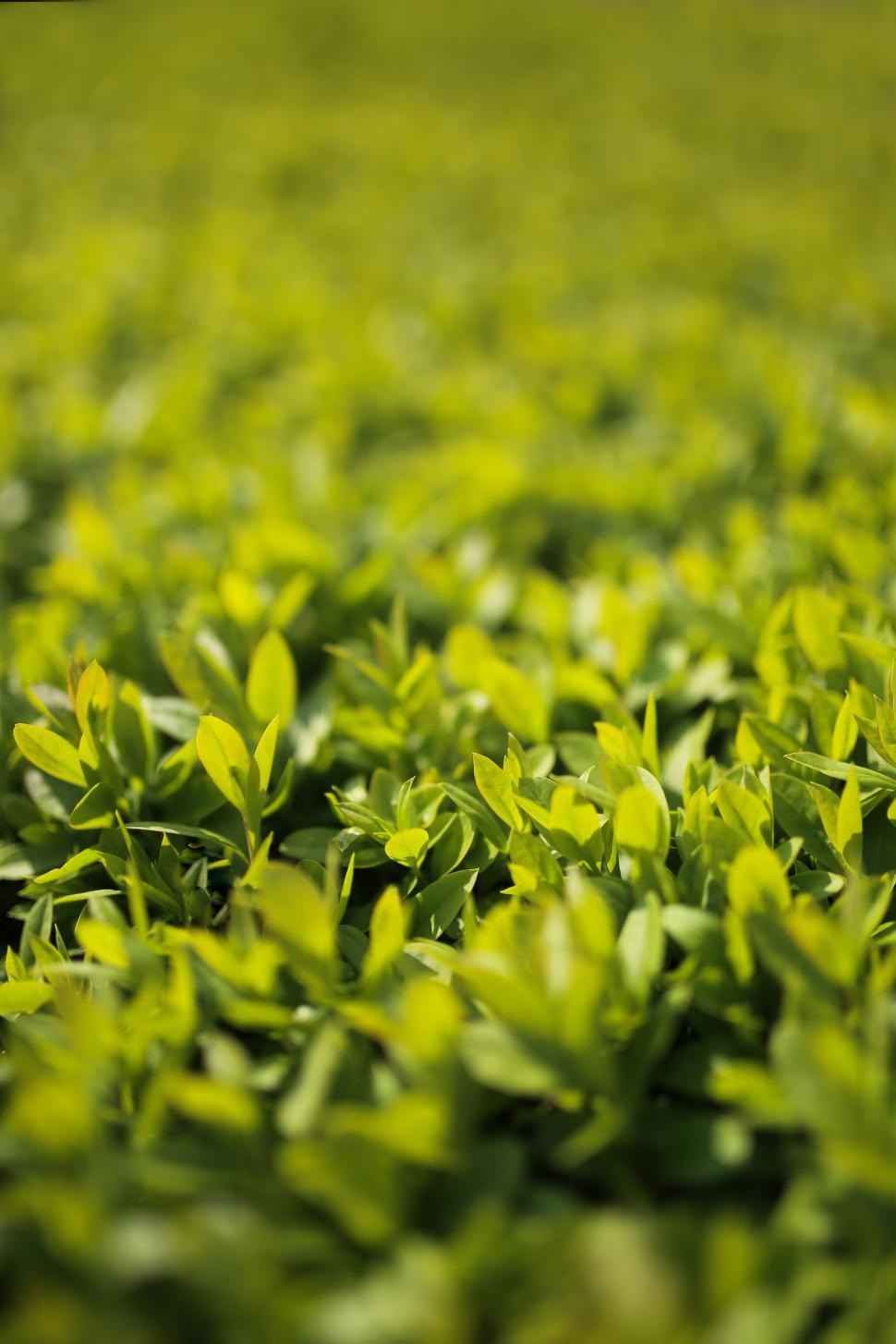 Free Image of A Close Up of a Field of Green Plants 