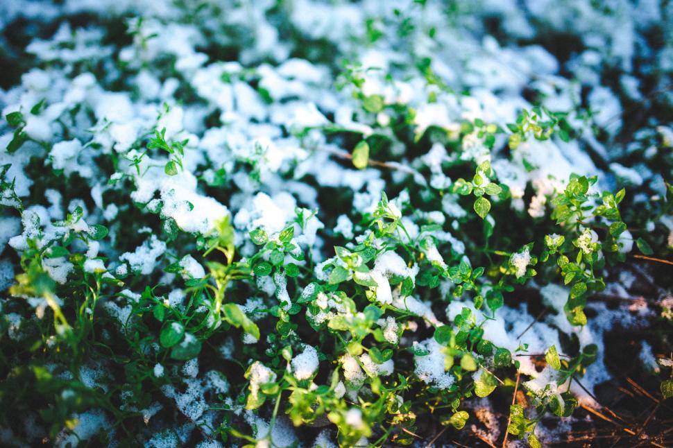 Free Image of Green Snow fresh plants white winter plant flower tree leaf spring herb season branch blossom leaves garden floral oak growth lilac petal flora forest chamomile natural flowers summer 