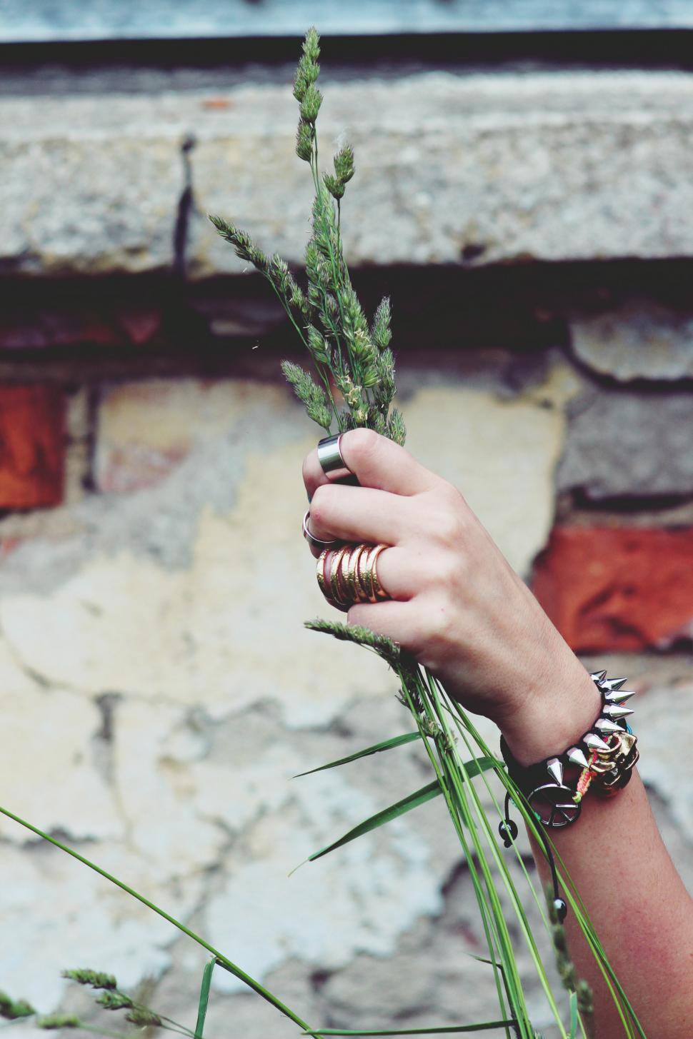 Free Image of Person Holding Plant in Front of Brick Wall 