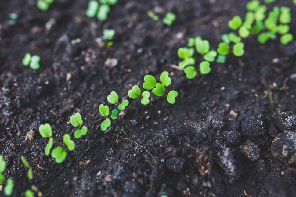 Free Image of Small Green Plants Sprouting Out of the Ground 