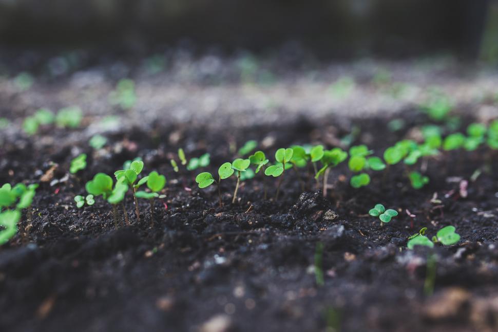 Free Image of Small Green Plants Sprouting Out of the Ground 