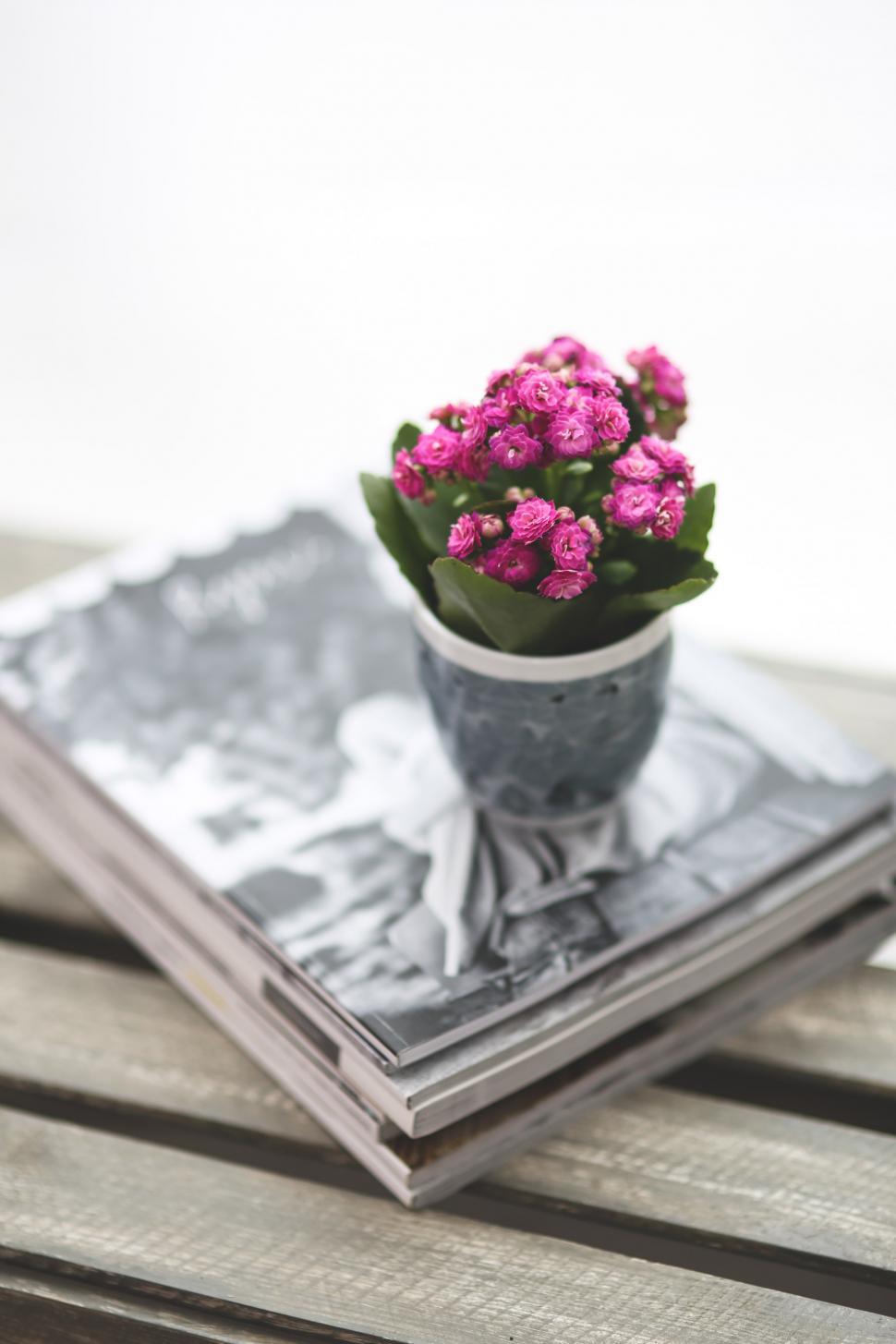 Free Image of Small Potted Plant on Magazine 