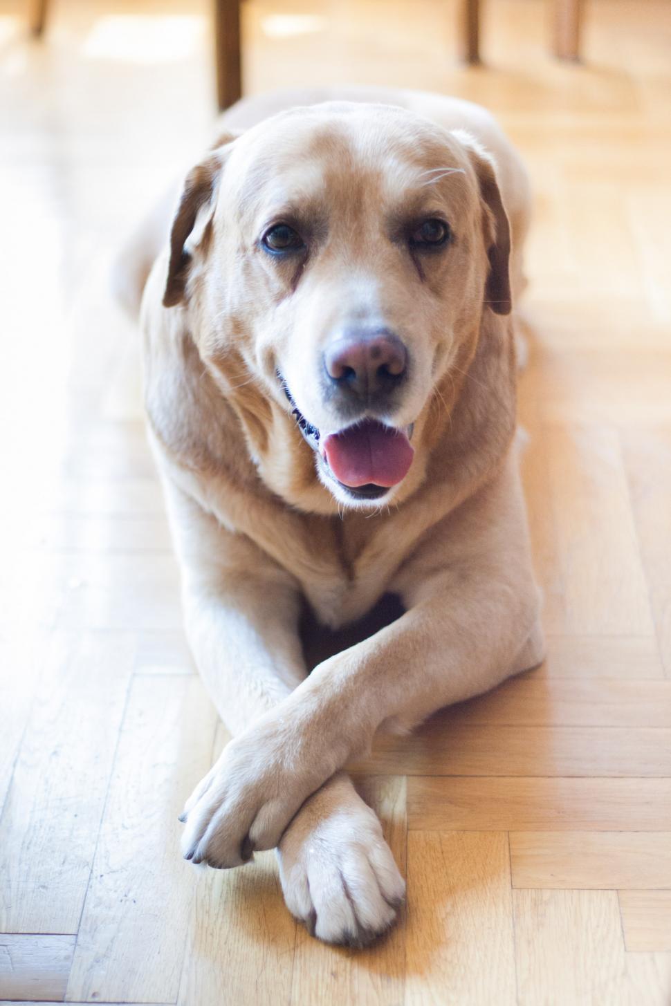 Free Image of Dog Laying on Floor With Paw Resting 