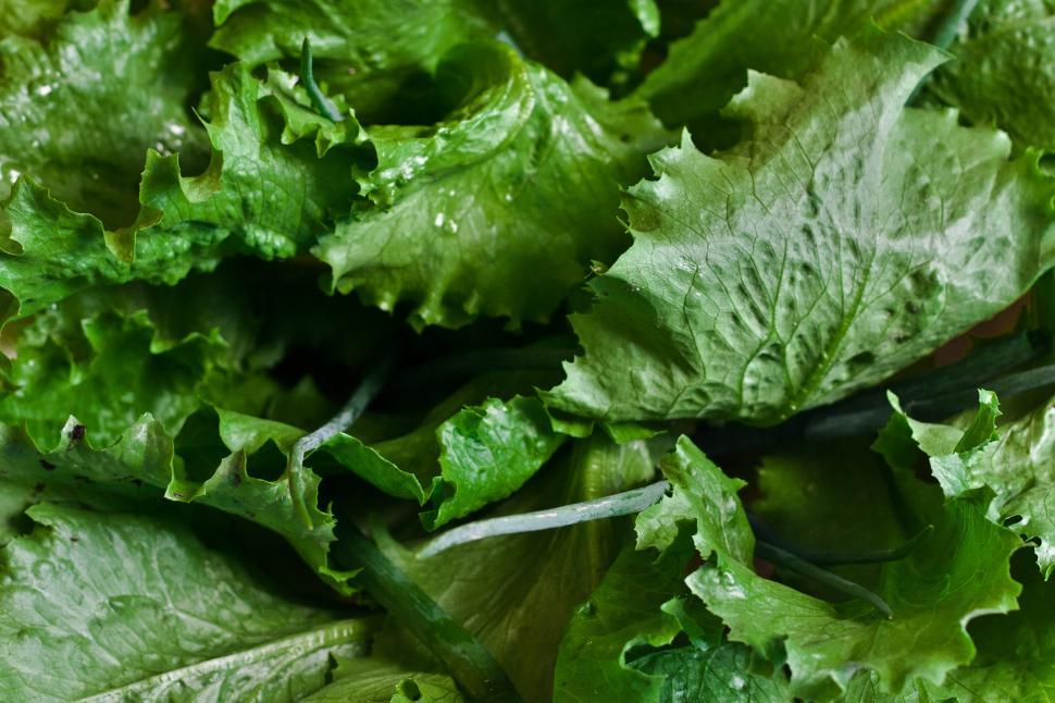 Free Image of Green Lettuce cos eco leaf leaves pland salad lettuce greens vegetable leaf food salad fresh plant healthy organic 