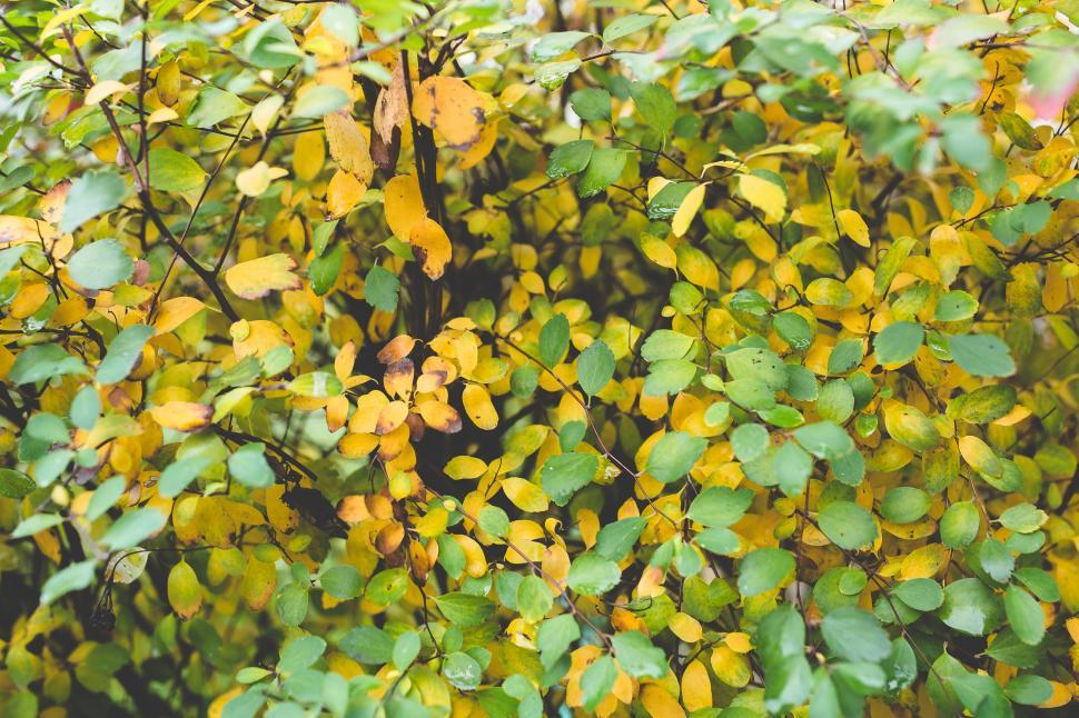 Free Image of Close Up of a Bush With Yellow Leaves 