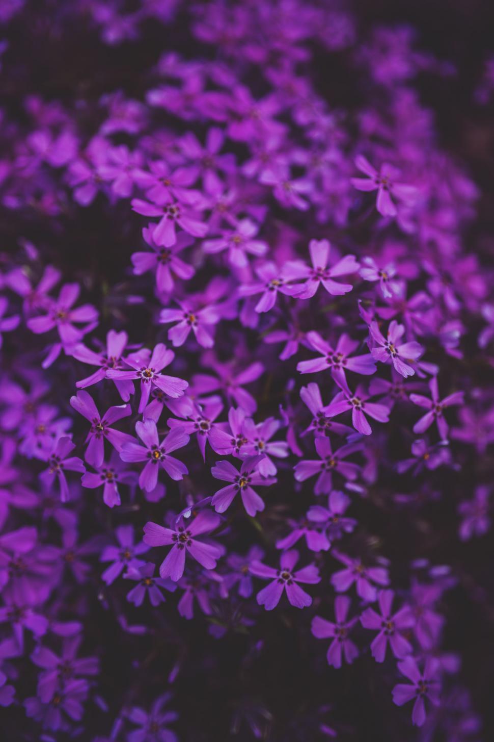 Free Image of Purple Flowers Blossoming in a Field 