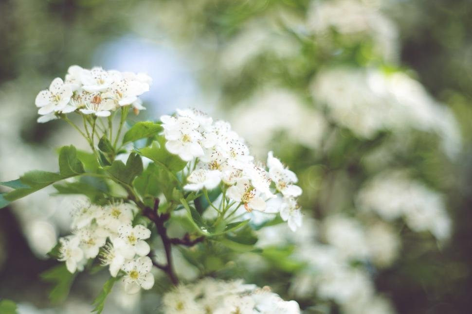 Free Image of Close Up of White Flowers on a Tree 